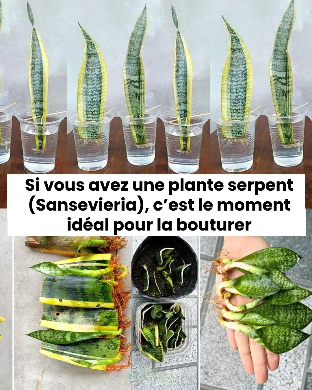 Méthodes faciles pour bouturer avec succès un Sansevieria