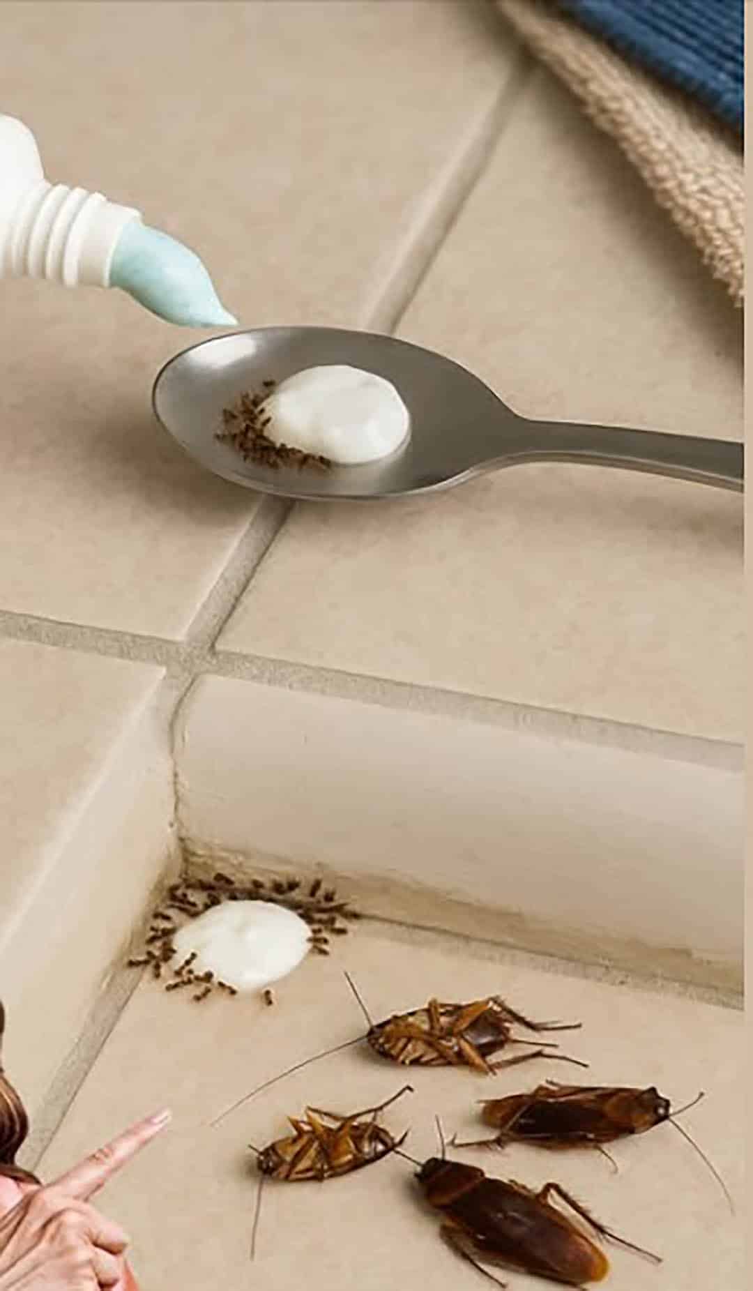 Mettez ceci dans votre maison pendant 1 heure et vous ne reverrez plus jamais de mouches, de moustiques ou de cafards