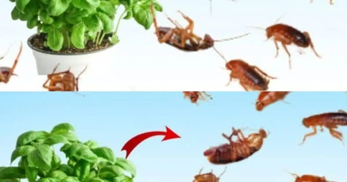 Mettez ceci pendant 1 heure dans votre maison, vous ne reverrez plus jamais de mouches, de moustiques ou de cafards.