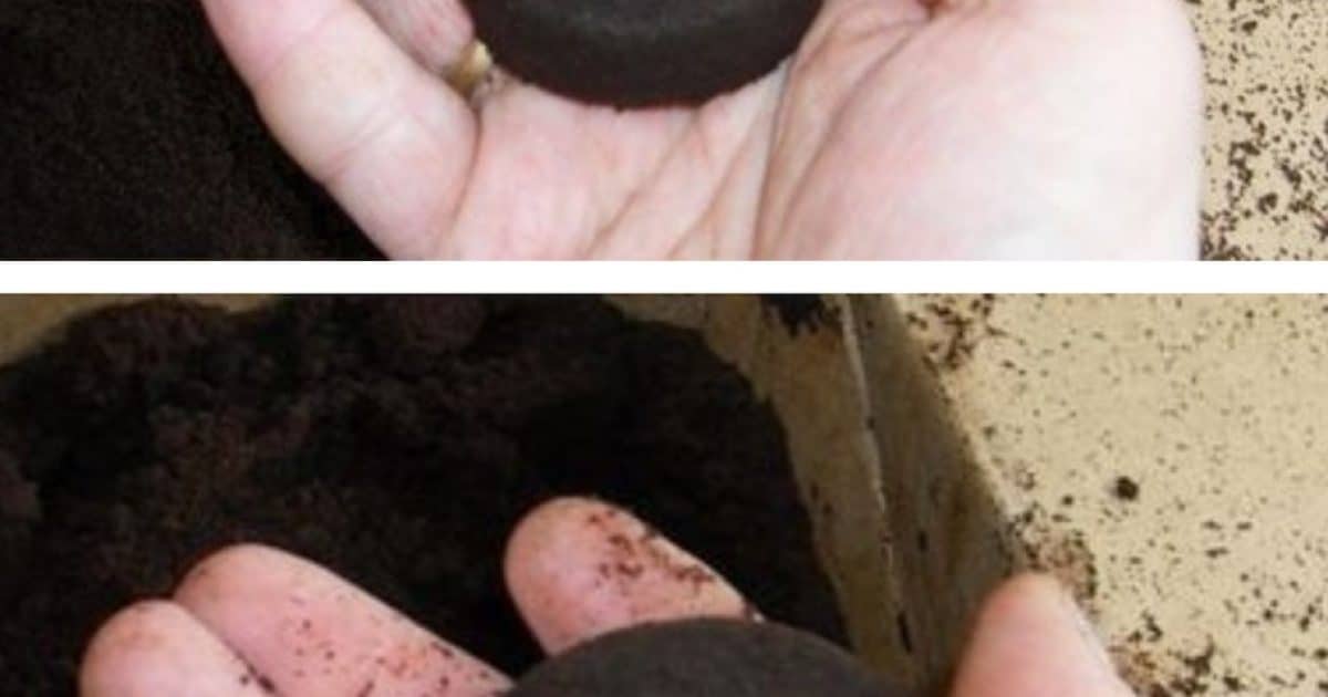 Ne jetez pas le marc de café. 7 façons inattendues de l’utiliser