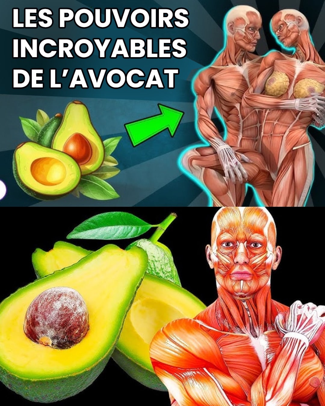 Ne mangez pas d’avocat avant de connaître ces 9 informations essentielles