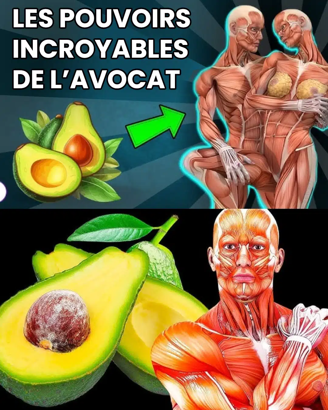 Ne mangez pas d’avocat avant de connaître ces 9 informations essentielles