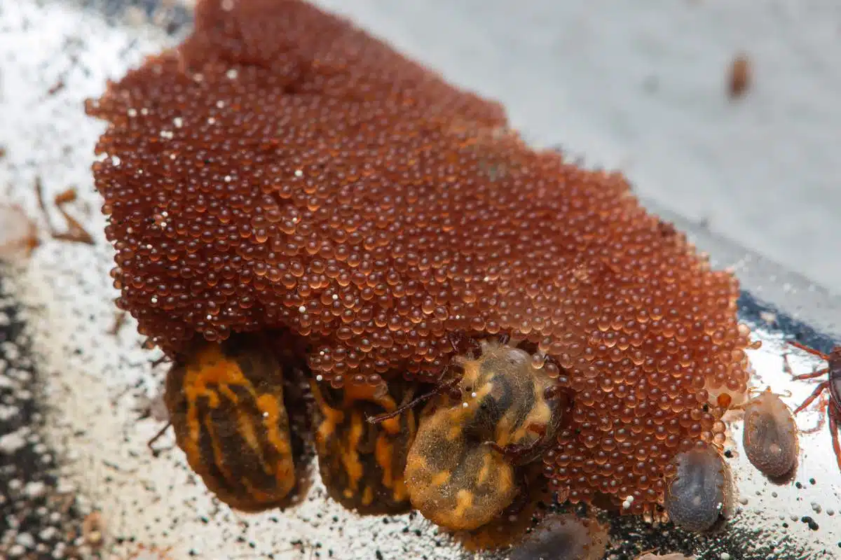 Œufs de tiques en grappe sur une surface naturelle, illustration du risque d'infestation