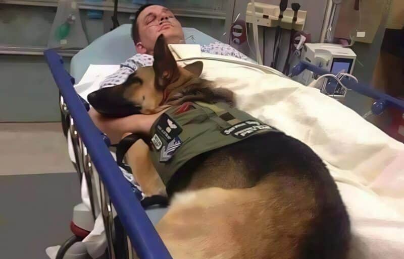 Berger allemand veillant sur son maître officier de police