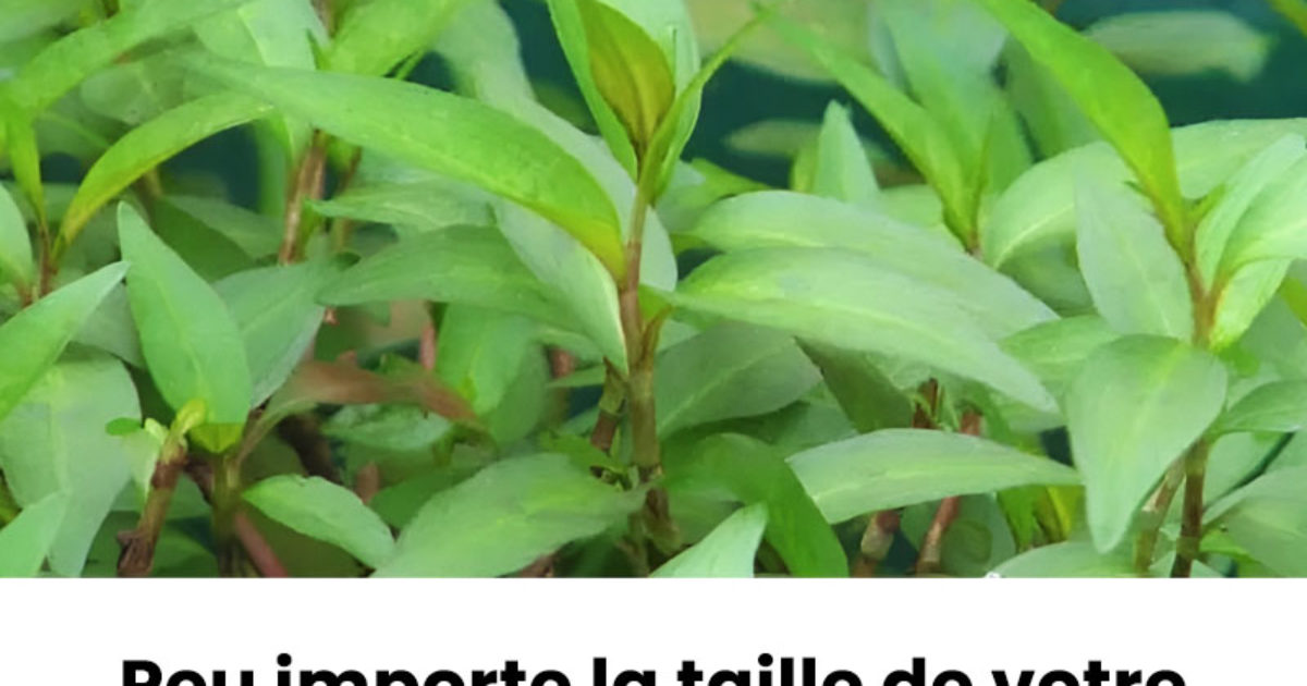 Peu importe la taille de votre maison, vous devez absolument cultiver cette plante chez vous