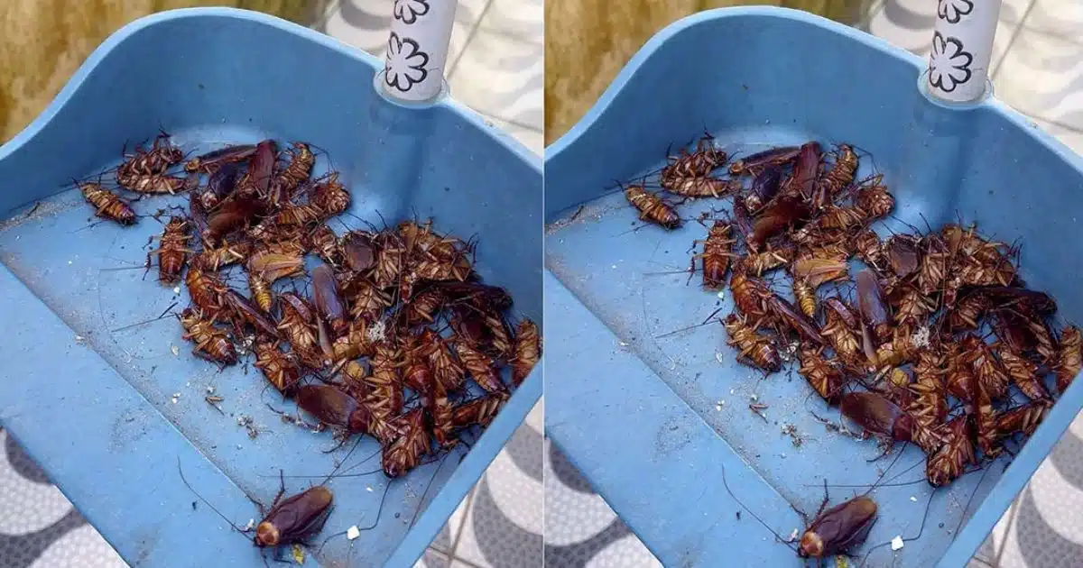 Placez ceci pendant 1 heure dans votre maison, et vous ne verrez plus jamais de mouches, de moustiques ou de cafards