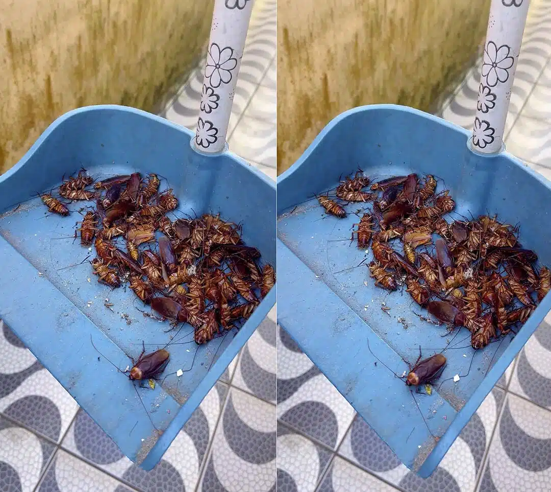 Placez ceci pendant 1 heure dans votre maison, et vous ne verrez plus jamais de mouches, de moustiques ou de cafards