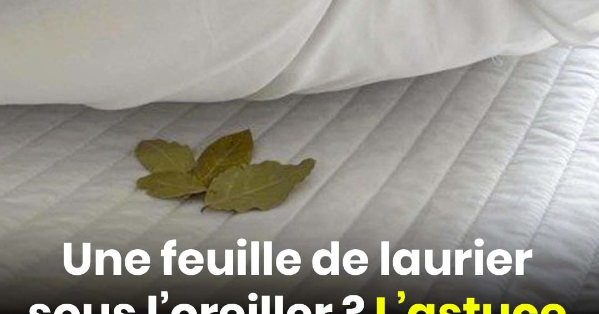 Une feuille de laurier sous l’oreiller ? L’astuce méconnue qui change la vie