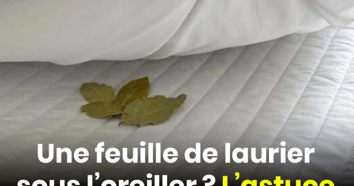 Une feuille de laurier sous l’oreiller ? L’astuce méconnue qui change la vie