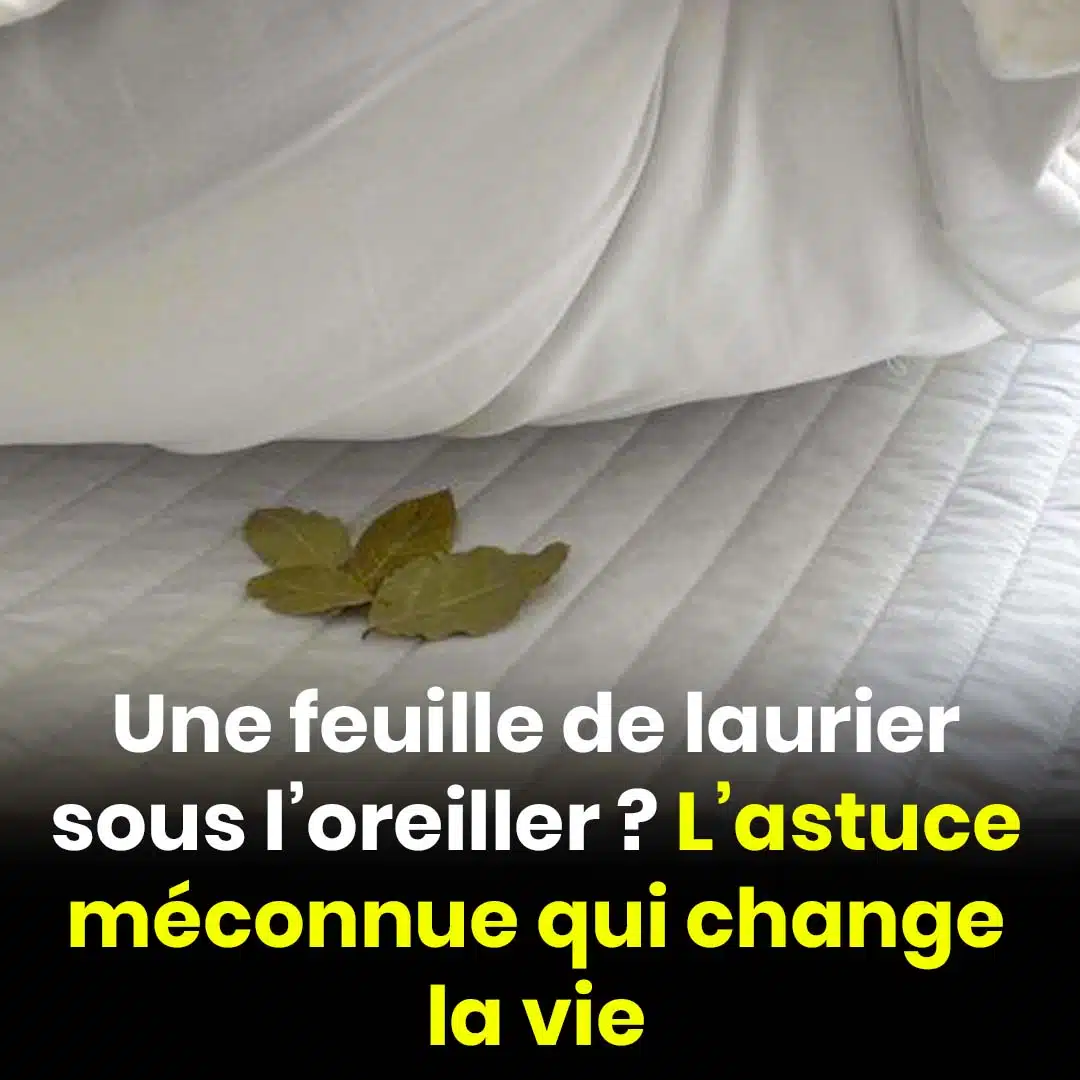 Une feuille de laurier sous l’oreiller ? L’astuce méconnue qui change la vie