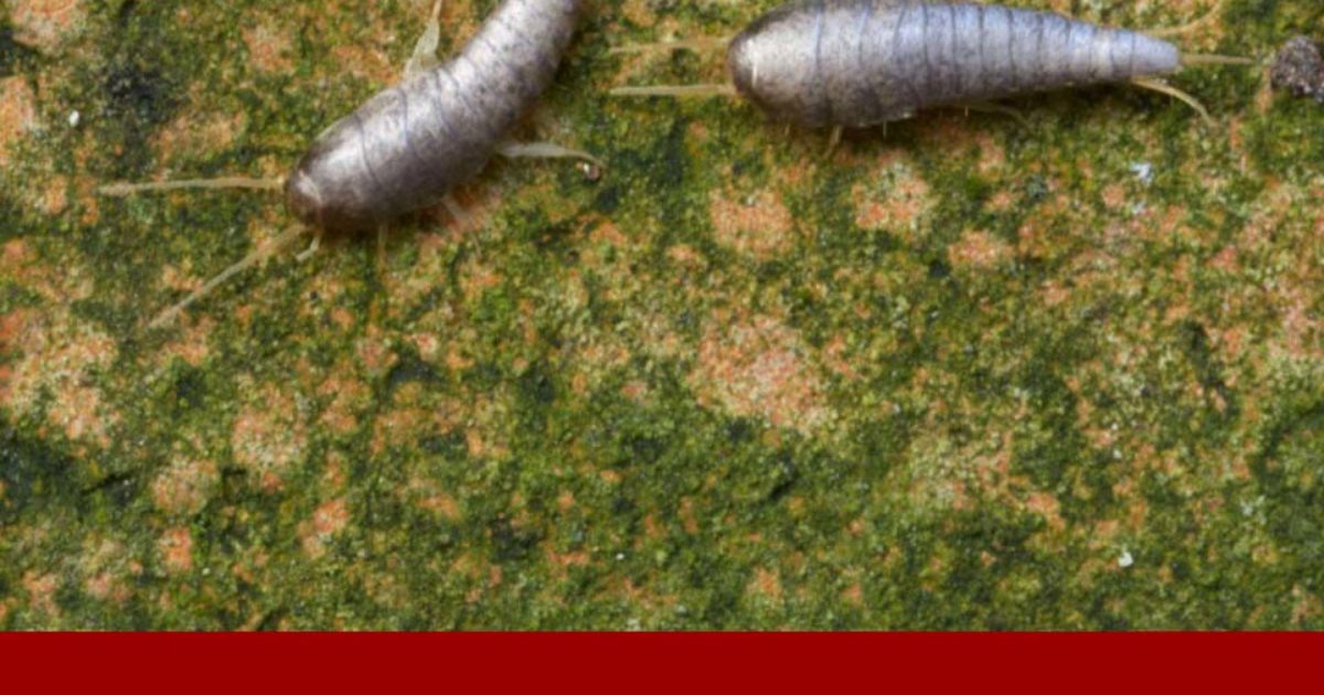 Poissons d'argent : d'où viennent-ils et que faire pour s'en débarrasser ?