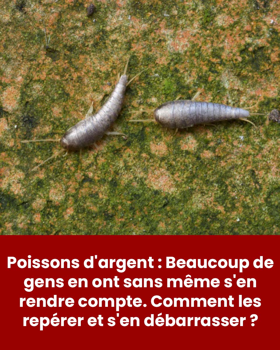 Poissons d'argent : d'où viennent-ils et que faire pour s'en débarrasser ?