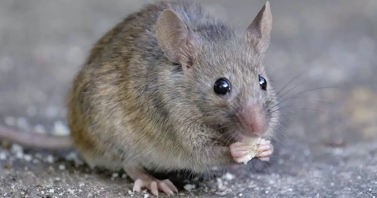 Pourquoi des souris envahissent-elles ma maison et que faire pour s’en débarrasser ?