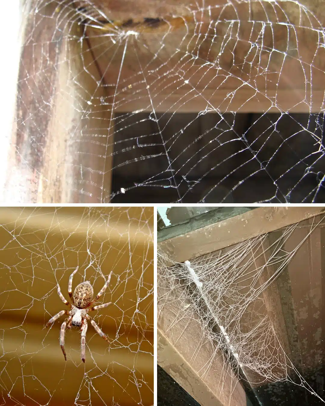 Pourquoi des toiles d’araignée apparaissent-elles soudainement dans la maison ?