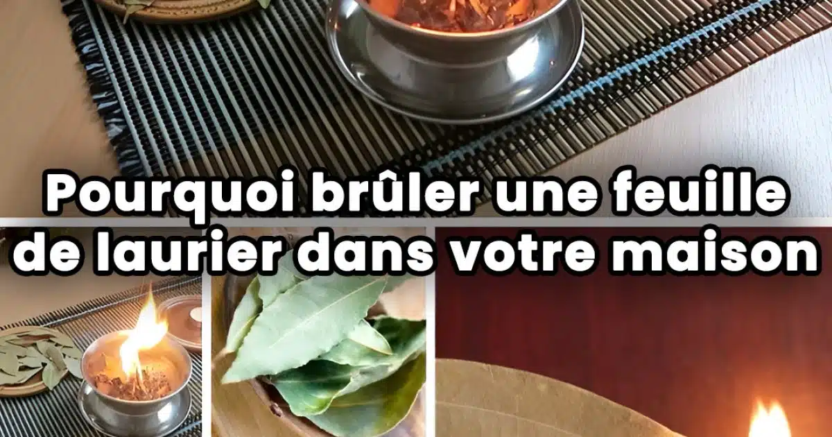 Pourquoi devriez-vous brûler une feuille de laurier à la maison ?