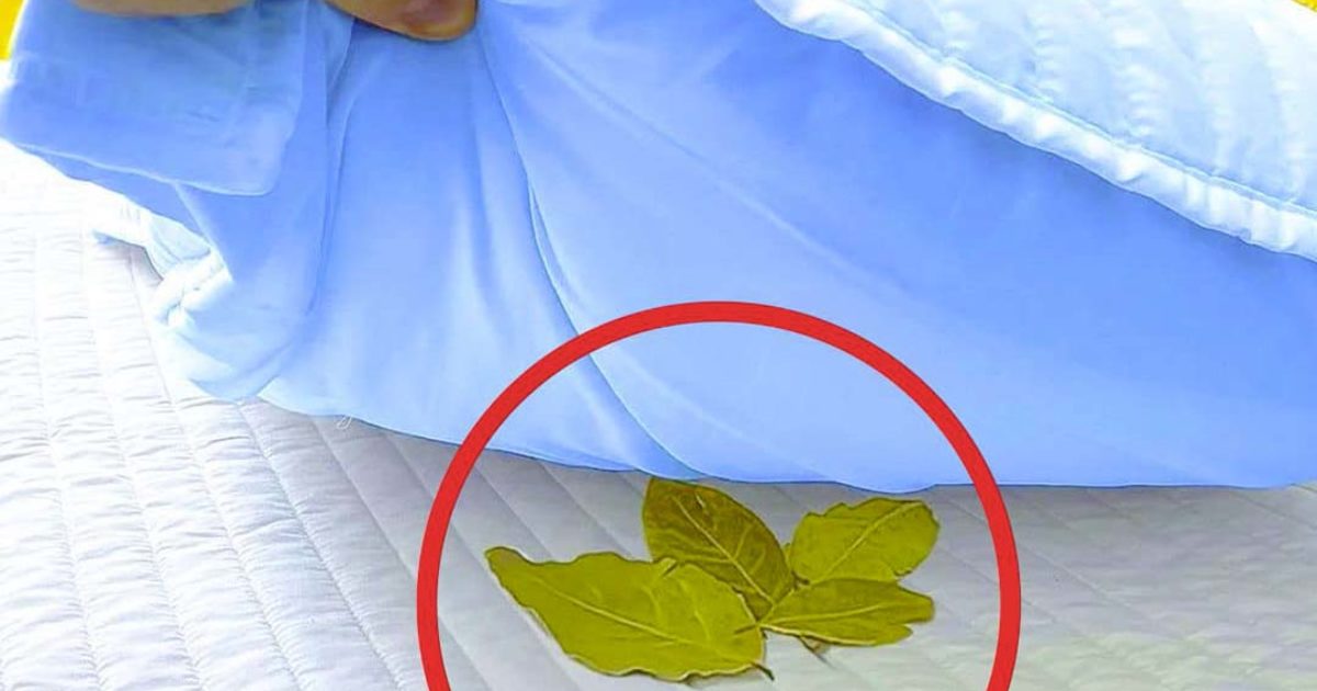 Pourquoi dormir avec une feuille de laurier sous l’oreiller ?