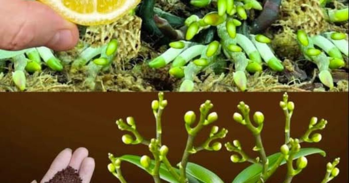 Pourquoi faut-il absolument mettre du citron sur les orchidées ?