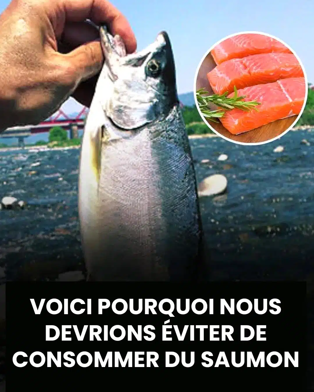 Pourquoi faut-il éviter de consommer du saumon ?