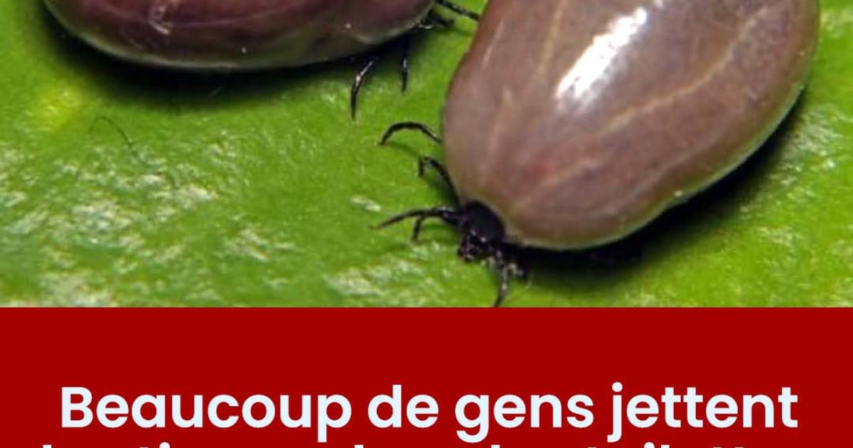 Pourquoi il ne faut jamais jeter les tiques dans les toilettes ?
