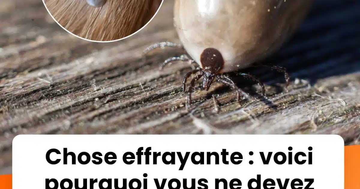 Pourquoi il ne faut jamais se débarrasser d’une tique dans les toilettes
