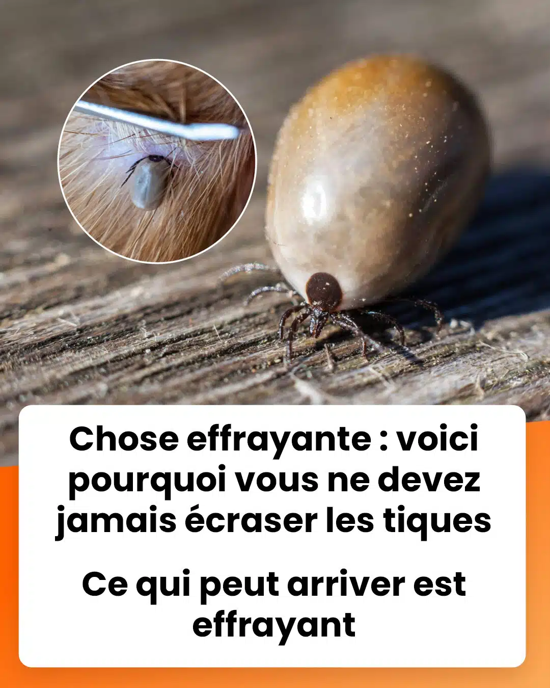 Pourquoi il ne faut jamais se débarrasser d’une tique dans les toilettes