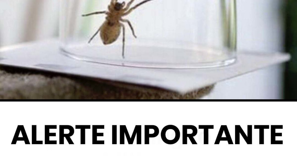 Pourquoi il ne faut jamais tuer les araignées à la maison ?