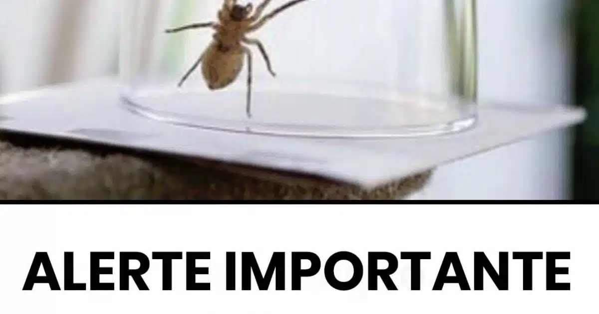 Pourquoi il ne faut jamais tuer les araignées à la maison ?