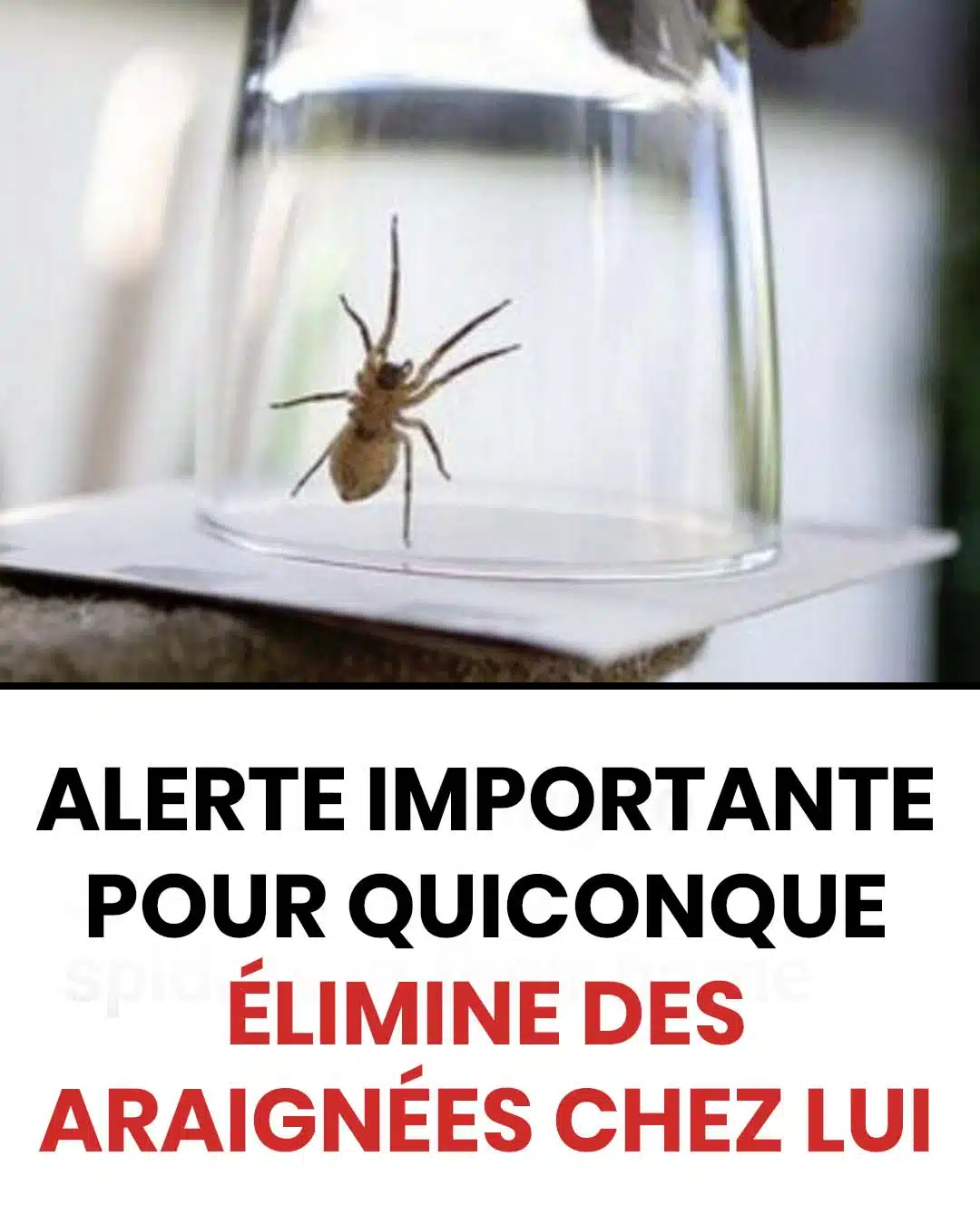 Pourquoi il ne faut jamais tuer les araignées à la maison ?
