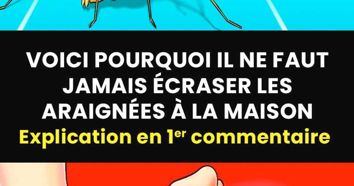 Pourquoi il ne faut jamais tuer les araignées à la maison ?