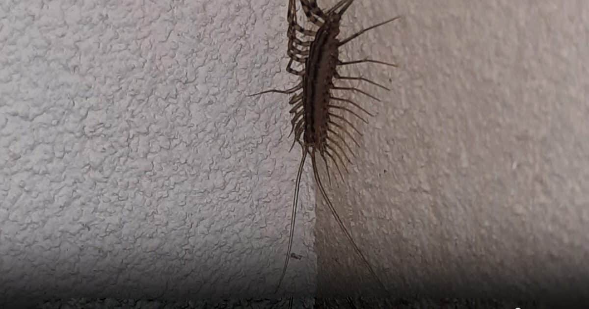 Pourquoi il ne faut surtout pas écraser un mille-pattes domestique si vous en croisez un chez vous
