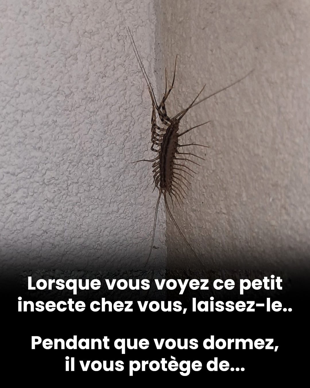 Pourquoi il ne faut surtout pas écraser un mille-pattes domestique si vous en croisez un chez vous