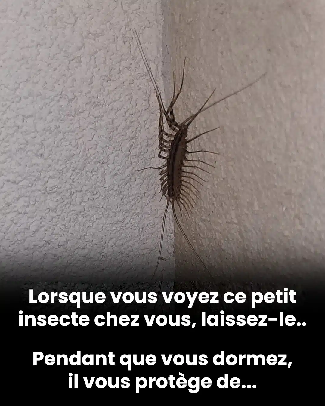 Pourquoi il ne faut surtout pas écraser un mille-pattes domestique si vous en croisez un chez vous