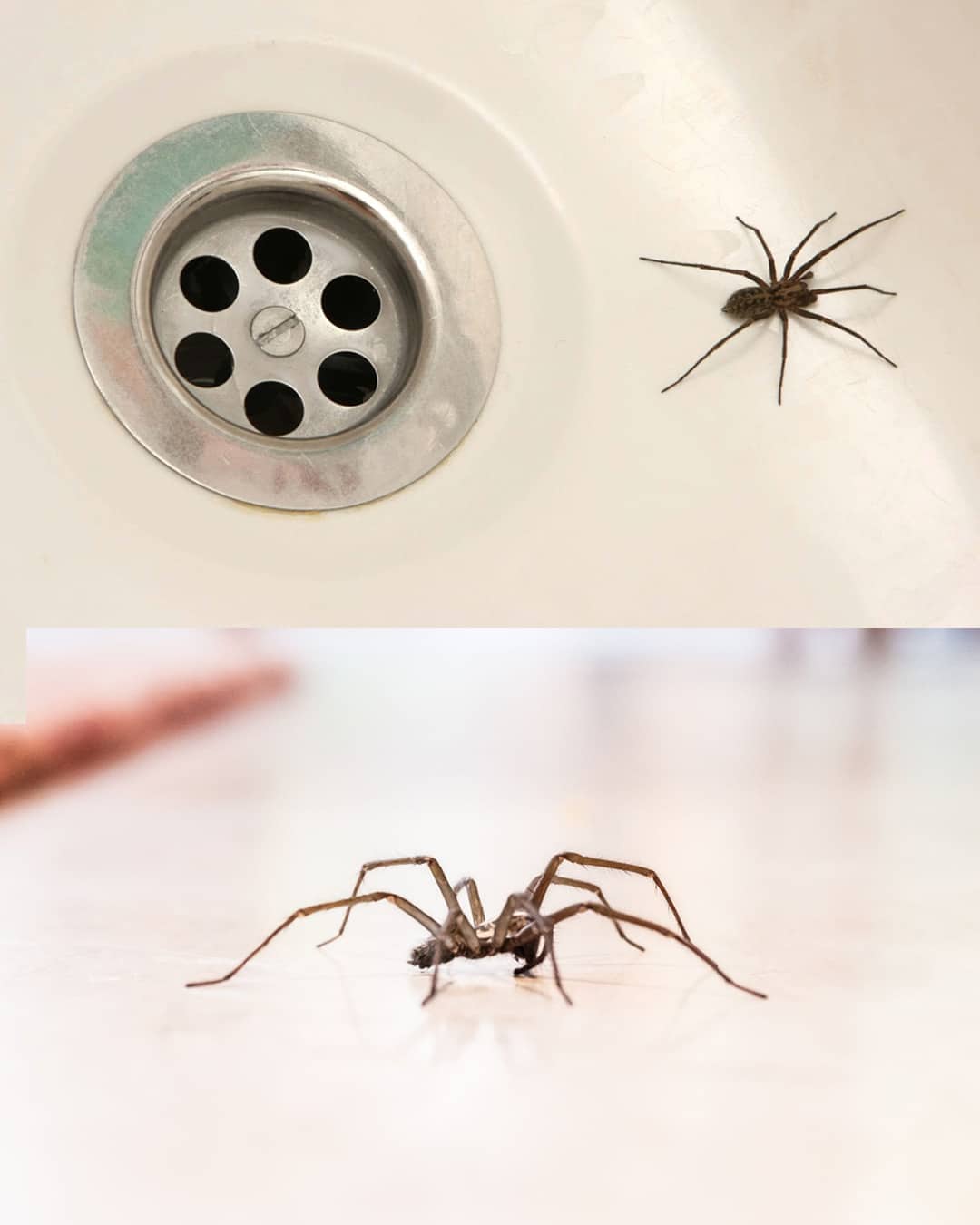 Pourquoi les araignées envahissent votre maison (et comment les faire fuir naturellement)