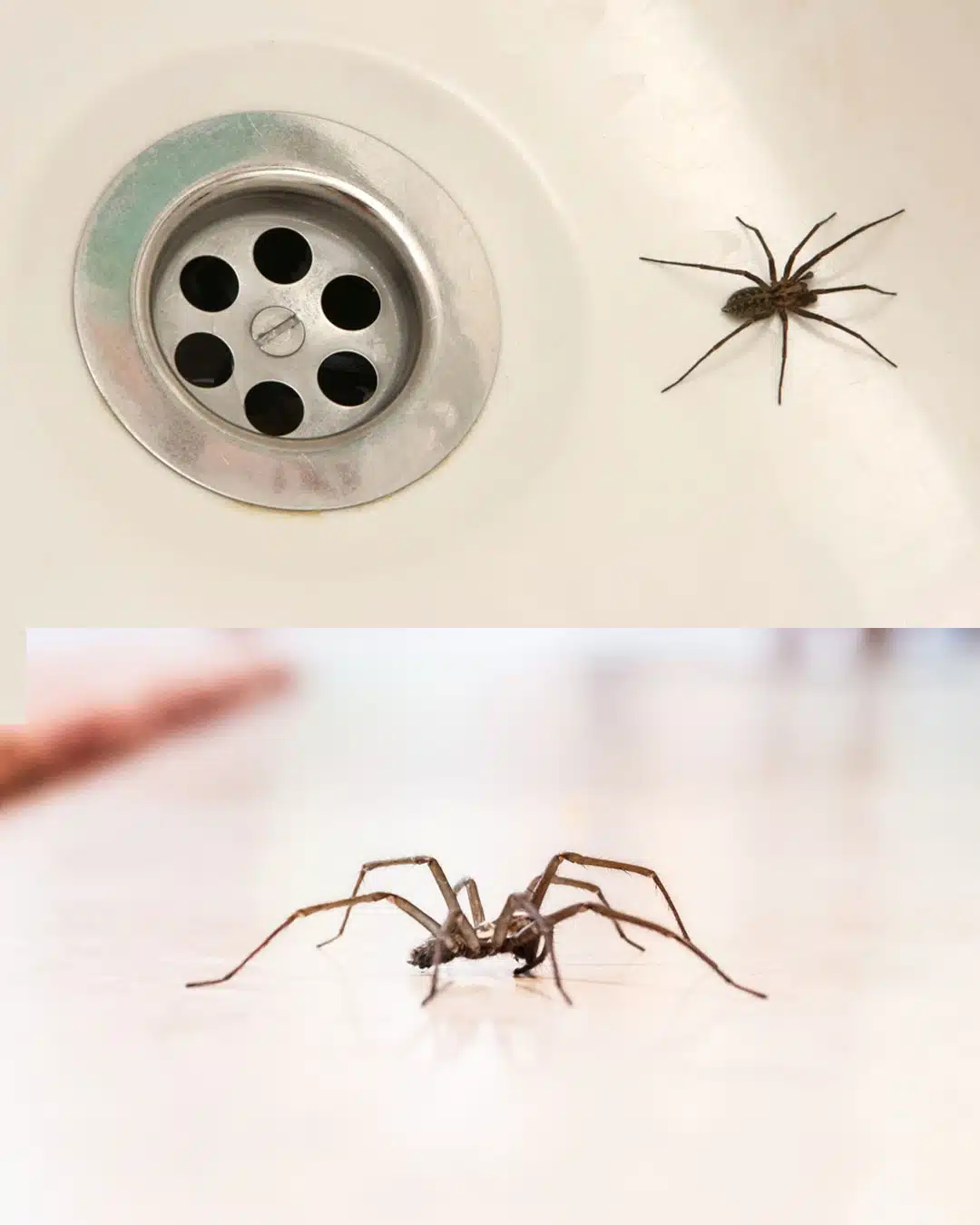 Pourquoi les araignées envahissent votre maison (et comment les faire fuir naturellement)