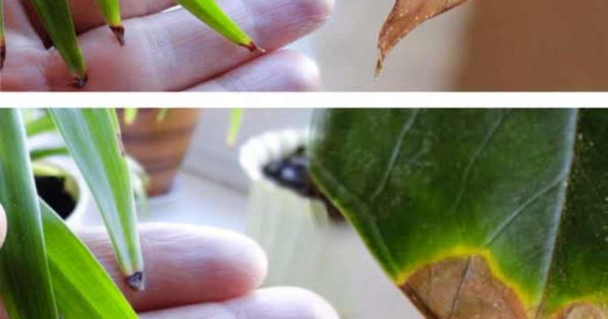 Pourquoi les feuilles des plantes d'intérieur noircissent : que faire pour résoudre ce problème