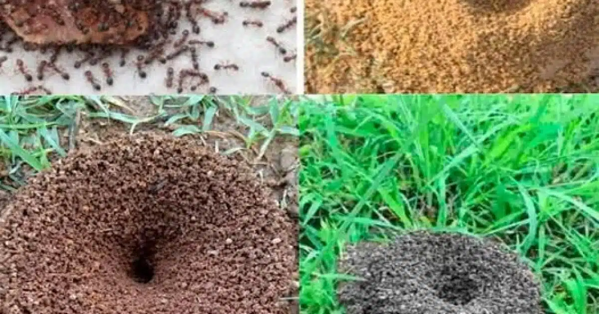 Pourquoi les fourmis envahissent votre jardin ?