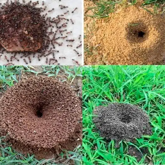 Pourquoi les fourmis envahissent votre jardin ?