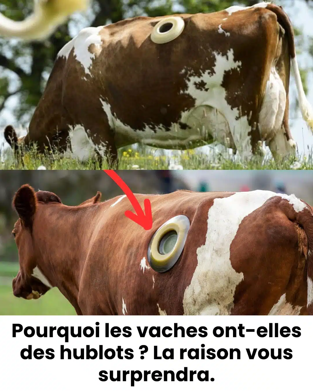 Pourquoi les vaches ont-elles des hublots ?