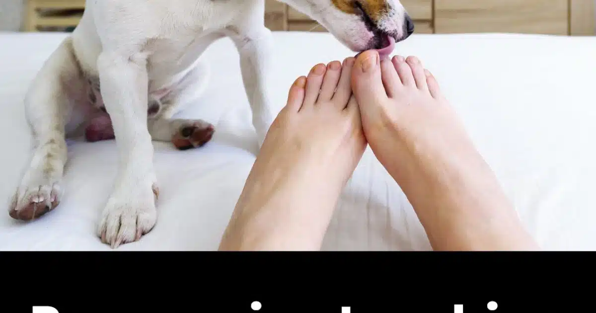 Pourquoi votre chien vous lèche les pieds ? Découvrez les raisons de cette habitude curieuse