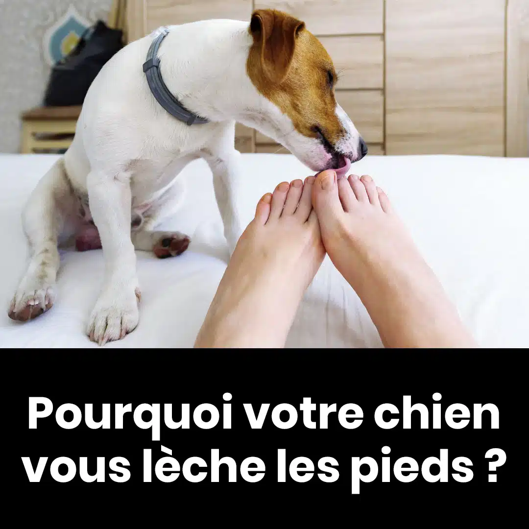 Pourquoi votre chien vous lèche les pieds ? Découvrez les raisons de cette habitude curieuse