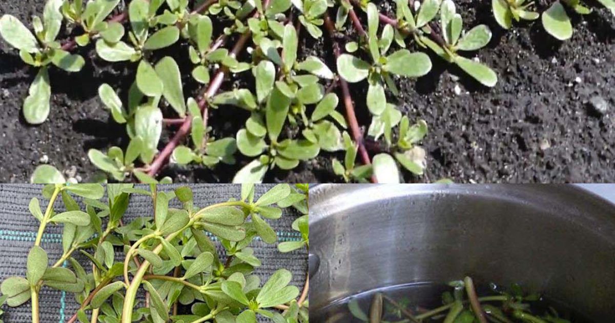 Pourquoi vous devriez adopter le pourpier dans votre jardin : 8 raisons convaincantes