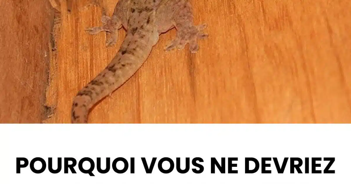 Pourquoi vous ne devriez jamais chasser cette créature si vous en trouvez une à l’intérieur de votre maison