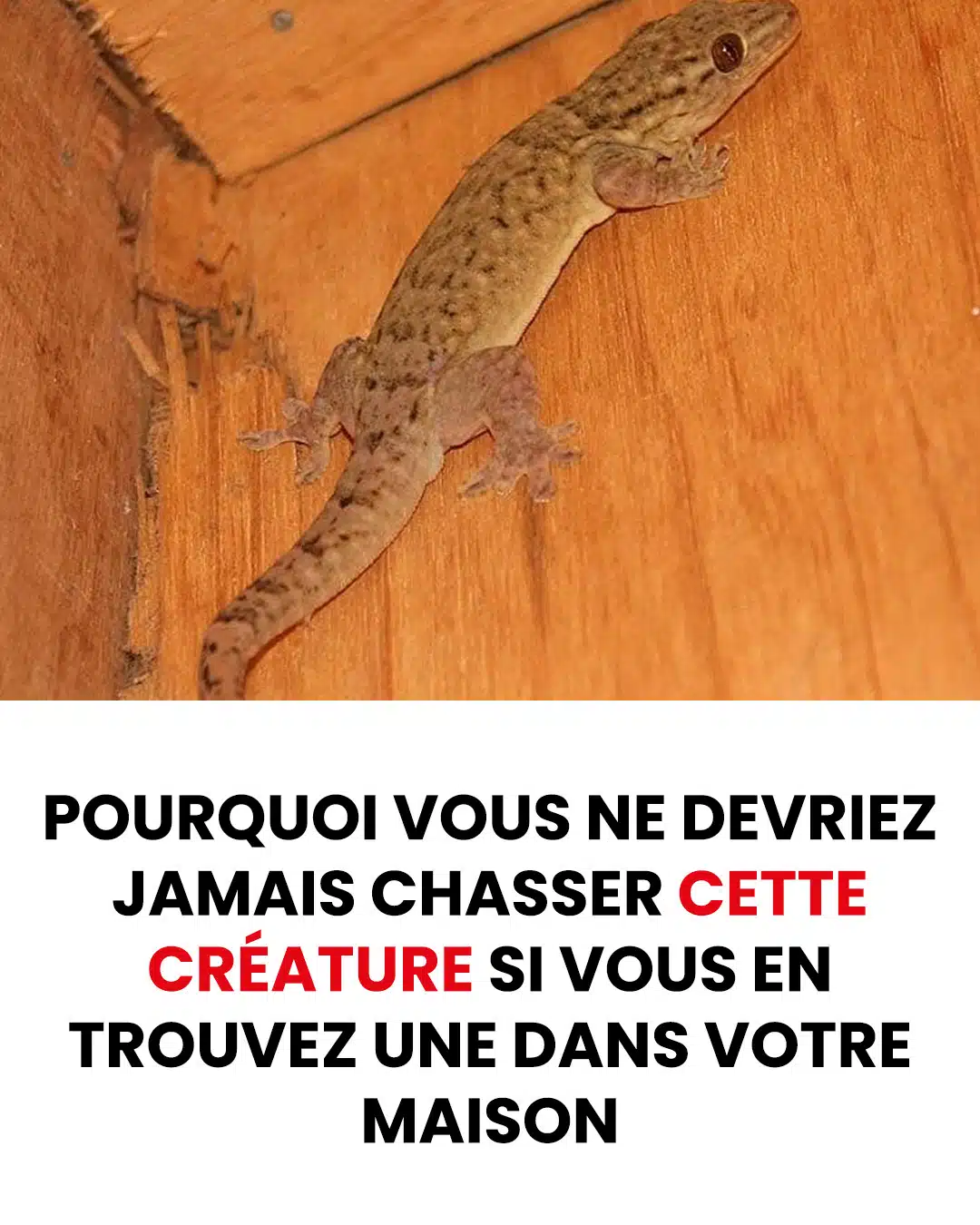Pourquoi vous ne devriez jamais chasser cette créature si vous en trouvez une à l’intérieur de votre maison