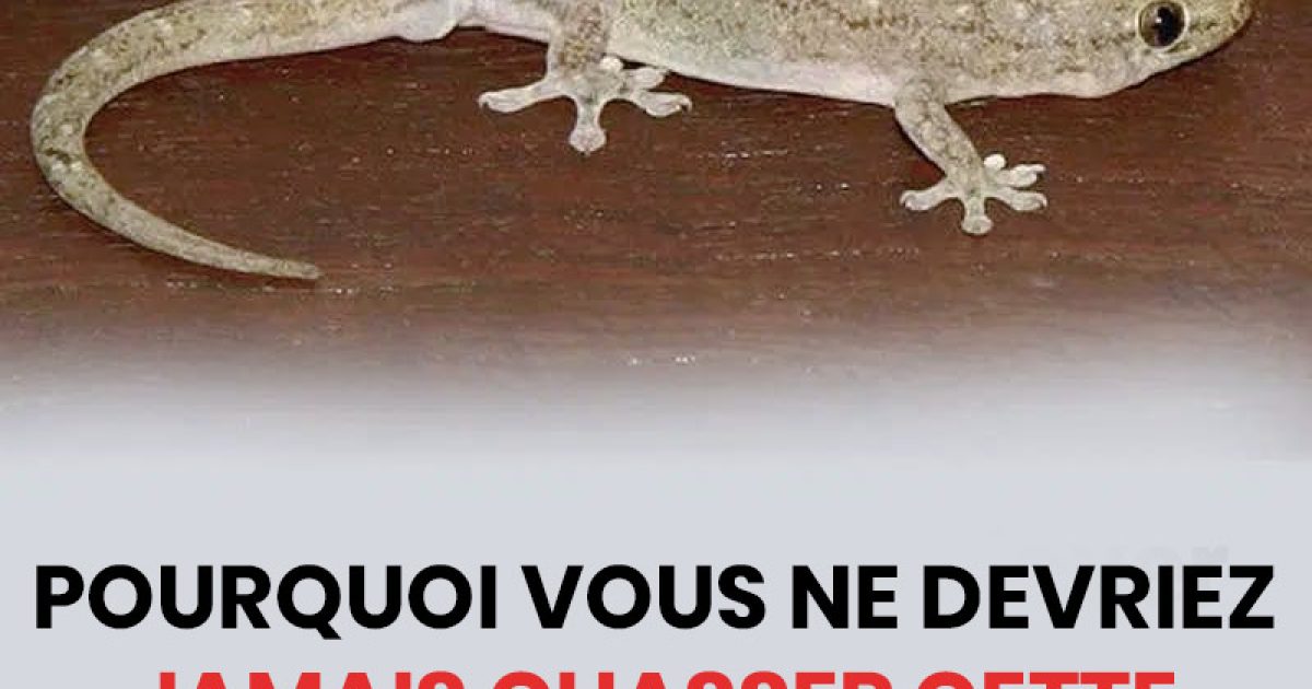 Pourquoi vous ne devriez jamais chasser cette créature si vous en trouvez une à l'intérieur de votre maison