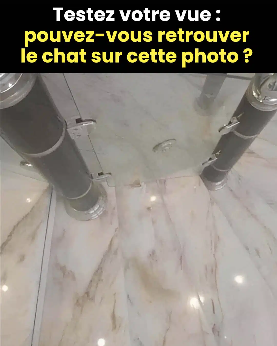 Pouvez-vous retrouver le chat caché dans la photo ?