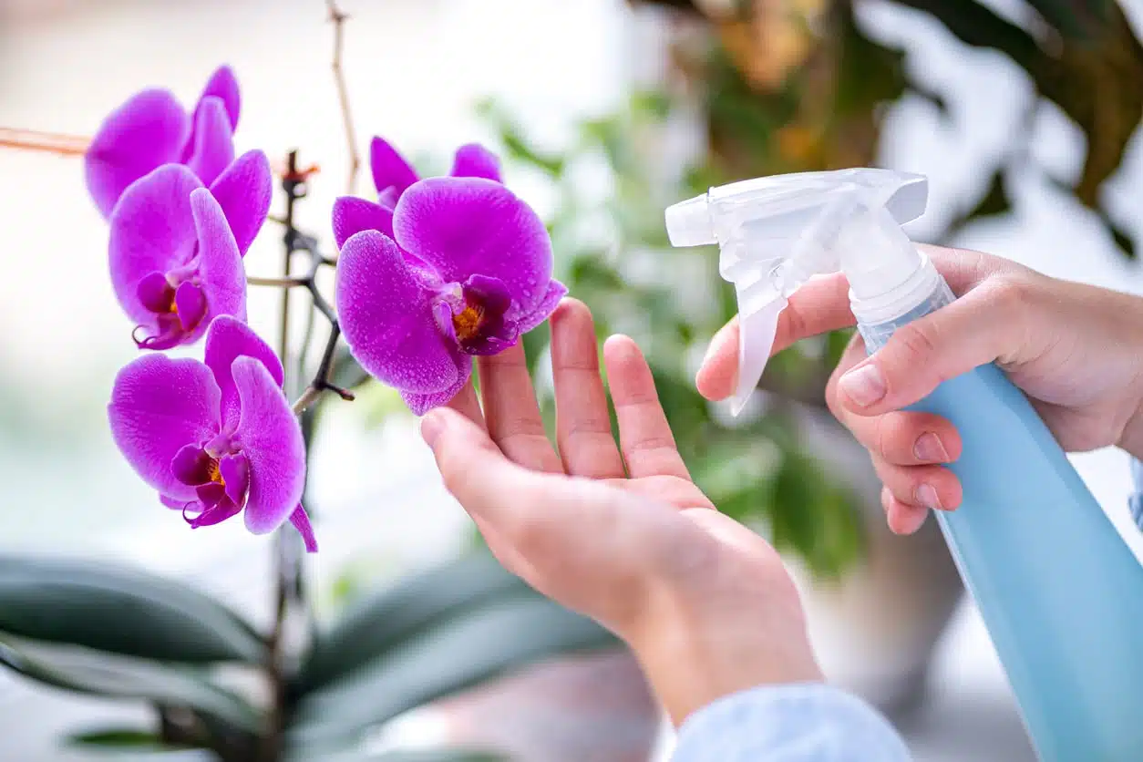 Personne prenant soin d'une orchidée en arrosant délicatement ses racines