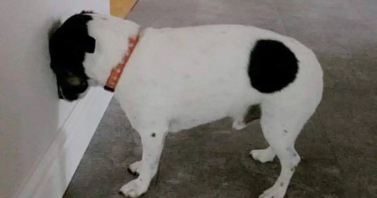 Pression de la tête chez le chien ou le chat : un signe qui doit alerter