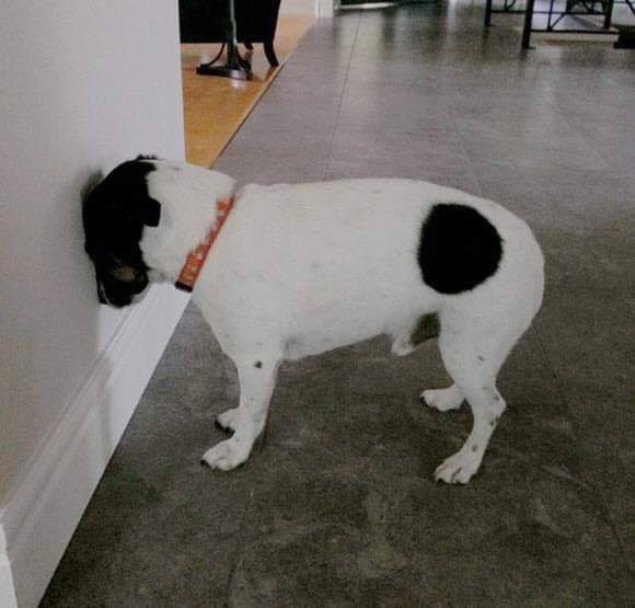 Pression de la tête chez le chien ou le chat : un signe qui doit alerter