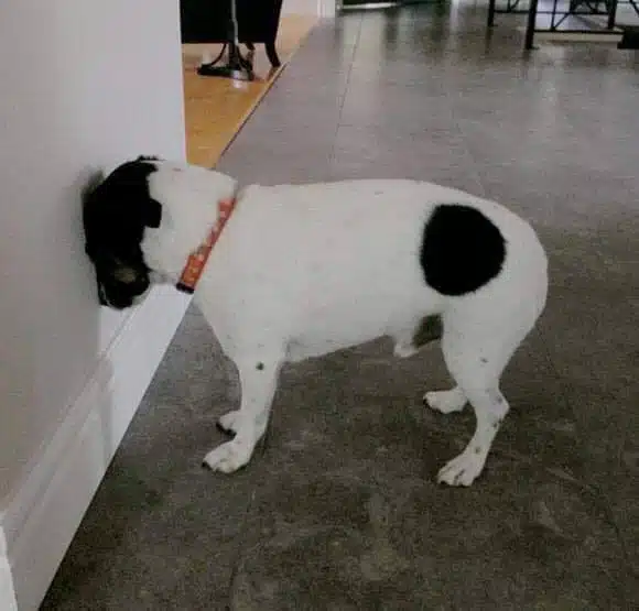 Pression de la tête chez le chien ou le chat : un signe qui doit alerter