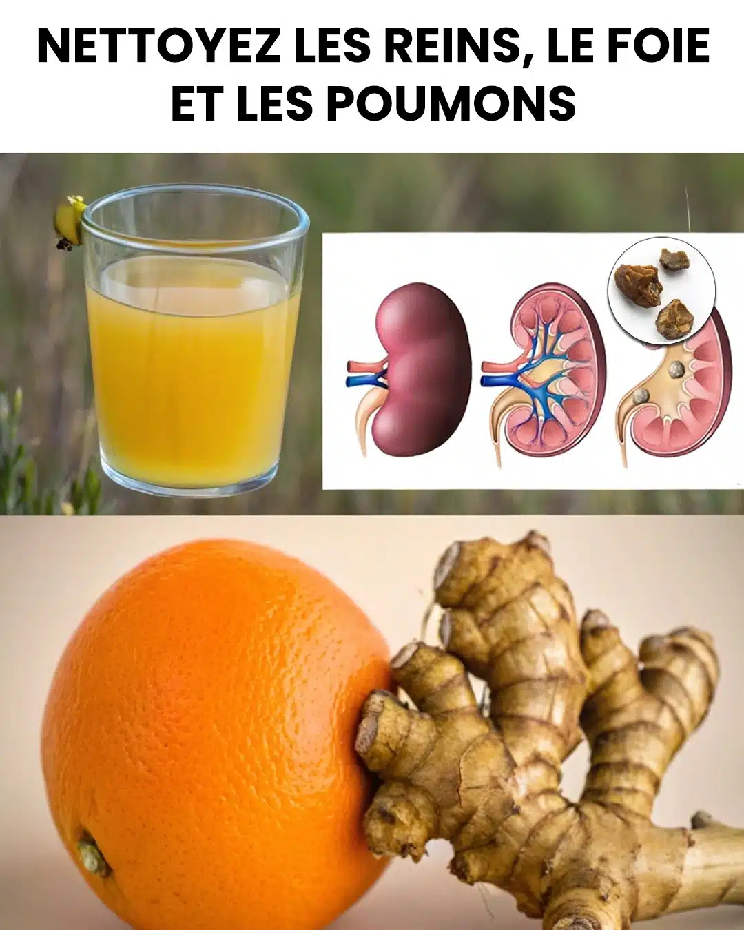 Purifiez naturellement vos reins, votre foie et vos poumons pour retrouver énergie et bien-être